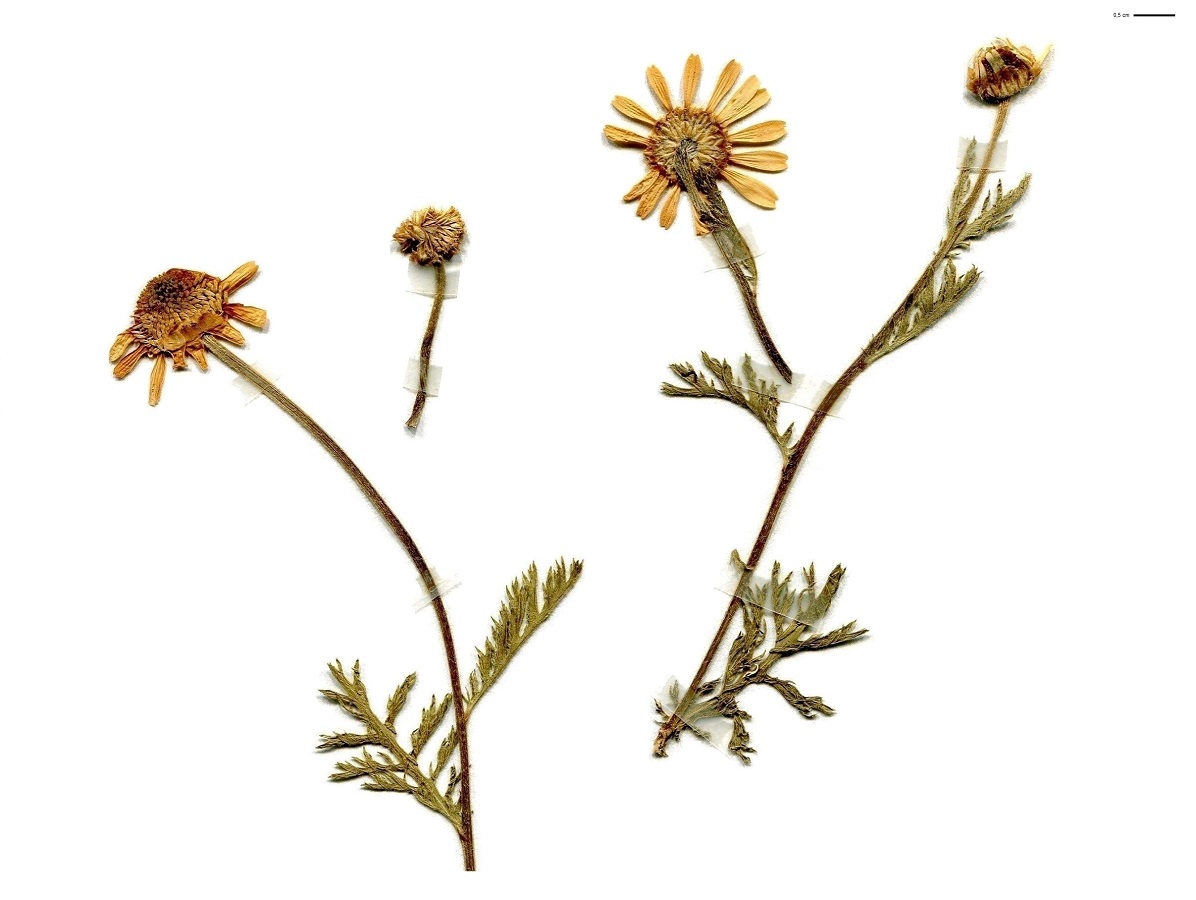 Anthemis arvensis subsp. arvensis (Asteraceae)